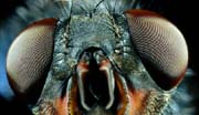 L0107_facettenaugen_fliege