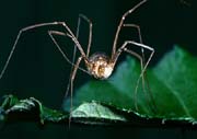 L0124_spinne_weberknecht_reinigt_bein