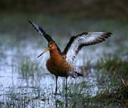 L0142_pfuhlschnepfe_nah