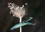 L0293_gottesanbeterin_und_argiope