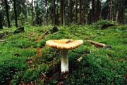 L0296_gelber_pilz_im_wald