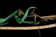 L0331_gottesanbeterinnen_streiten