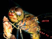 L0434_libelle_portrait_nah