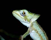 L0440_kleine_echse_nah