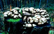 L0478_pilze_auf_baumstamm