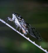 L0541_eierlegende_zikade_nah