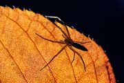 L0566_spinne_auf_herbstblatt
