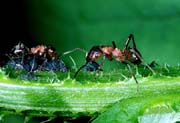L0581_ameisen_und_blattlaeuse