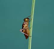 L0591_libelle_metamorphose_1