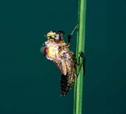 L0592_libelle_metamorphose_2