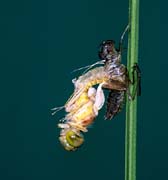 L0594_libelle_metamorphose_4