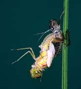 L0595_libelle_metamorphose_5