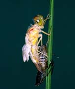 L0596_libelle_metamorphose_6