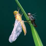 L0597_libelle_metamorphose_7