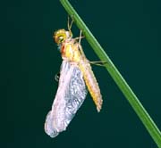 L0598_libelle_metamorphose_8