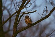 L0606_steinkauz_im_ersten_morgenlicht