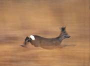 L0615_fluechtendes_reh