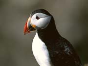 L0627_papageitaucher_stonehaven_portrait