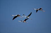 L0629_flamingos_im_flug