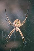L0636_argiope_lobata