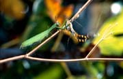 L0652_gottesanbeterin_packt_argiope