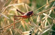 L0653_heuschrecke