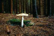 L0664_pilz_im_wald