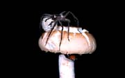 L0669_spinne_auf_pilz