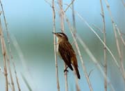 L0694_schilfrohrsaenger