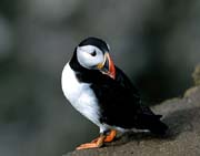 L0735_papageitaucher