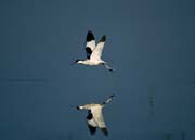 L0775_saebelschnaebler_mit_spiegelbild