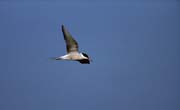 L0777_seeschwalbe_im_flug