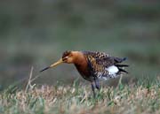 L0787_uferschnepfe_kratzt_sich