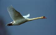 L0834_schwan_im_flug