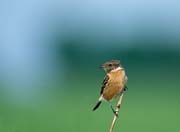 L0880_schwarzkehlchen