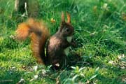 L0891_eichhoernchen