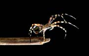 L0892_argiope