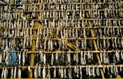 L0898_trockenfisch_norwegen