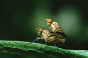 L0912_fliegenpaarung