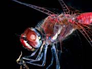 L0917_libelle_rot_nah