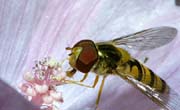 L0957_schwebfliege_auf_bluete
