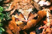 L0987_frosch