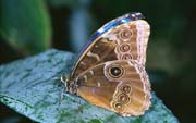 L0989_schmetterling