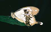 L1000_schmetterling
