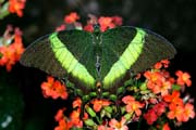 L1001_schmetterling