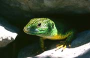 L1020_smaragdeidechse
