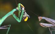 L1033_gottesanbeterin_und_argiope