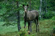L1096_elch_norwegen