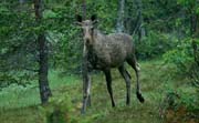 L1371_elch_norwegen