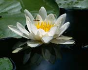 L1449_seerose_und_schwebfliege